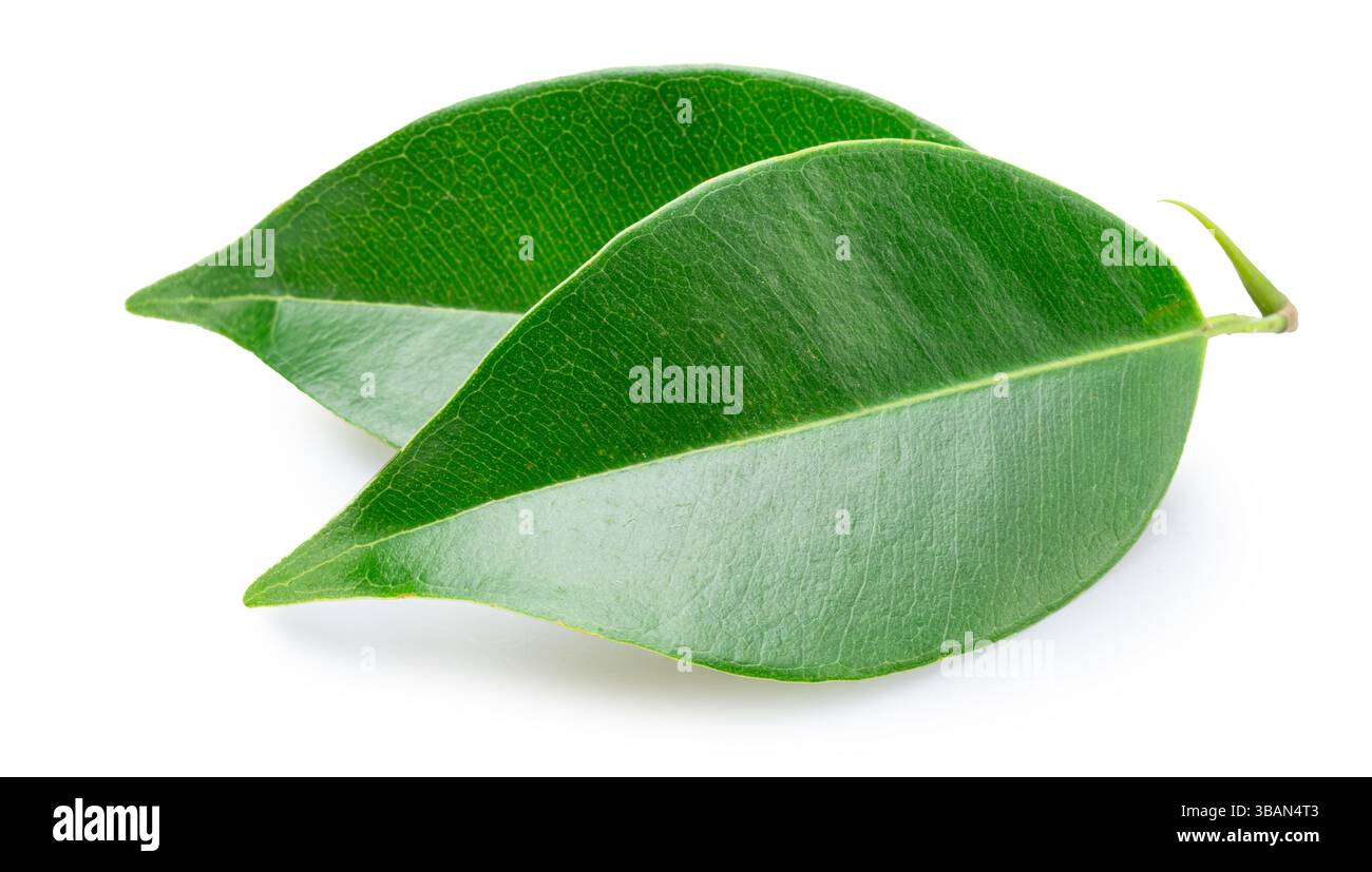Deux feuilles de ficus benjamina isolées sur fond blanc. Le fichier contient un chemin de détourage. Banque D'Images