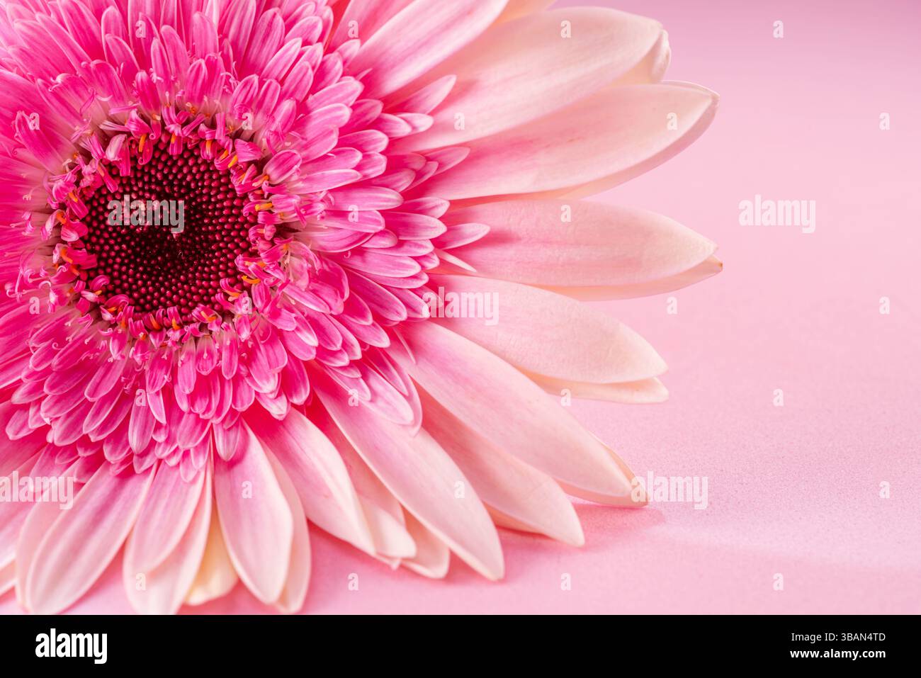 Fleur de gerbera rose pâle avec un centre rose vif sur un fond rose. Banque D'Images
