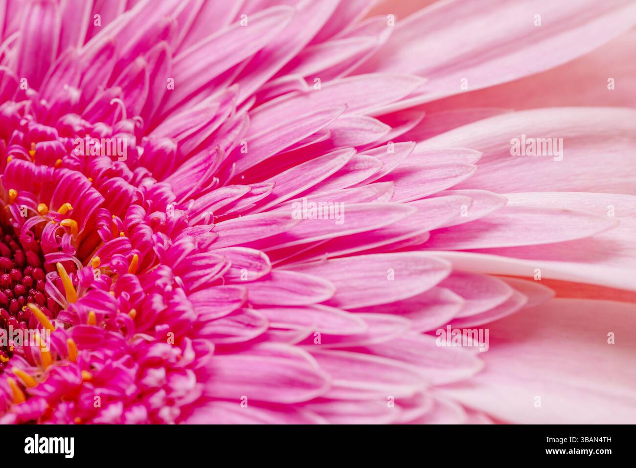 Délicate fleur de gerbera rose pâle avec un centre rose vif, gros plan. Banque D'Images