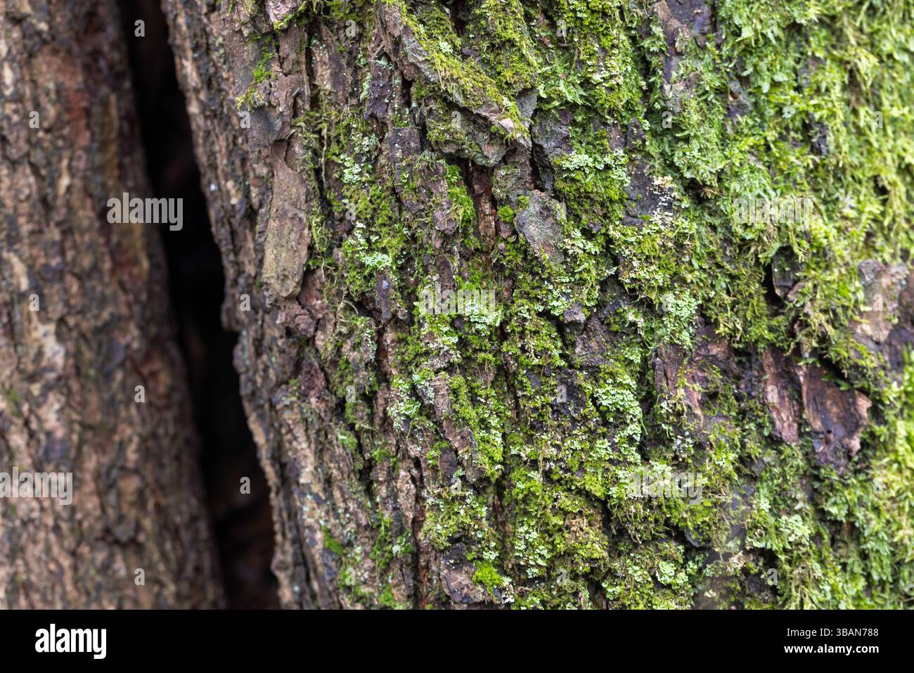 Photographie détaillée montrant une mousse verte éclatante recouvrant l'écorce texturée d'un arbre. Met en évidence la surface complexe et les matériaux naturels trouvés i Banque D'Images