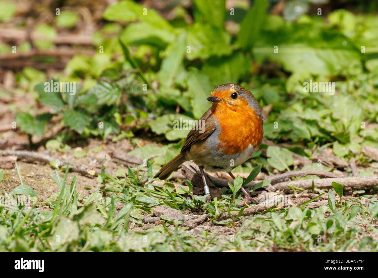 Robin reBreast Bird, Erithacus rubecula. Angleterre, Royaume-Uni Banque D'Images