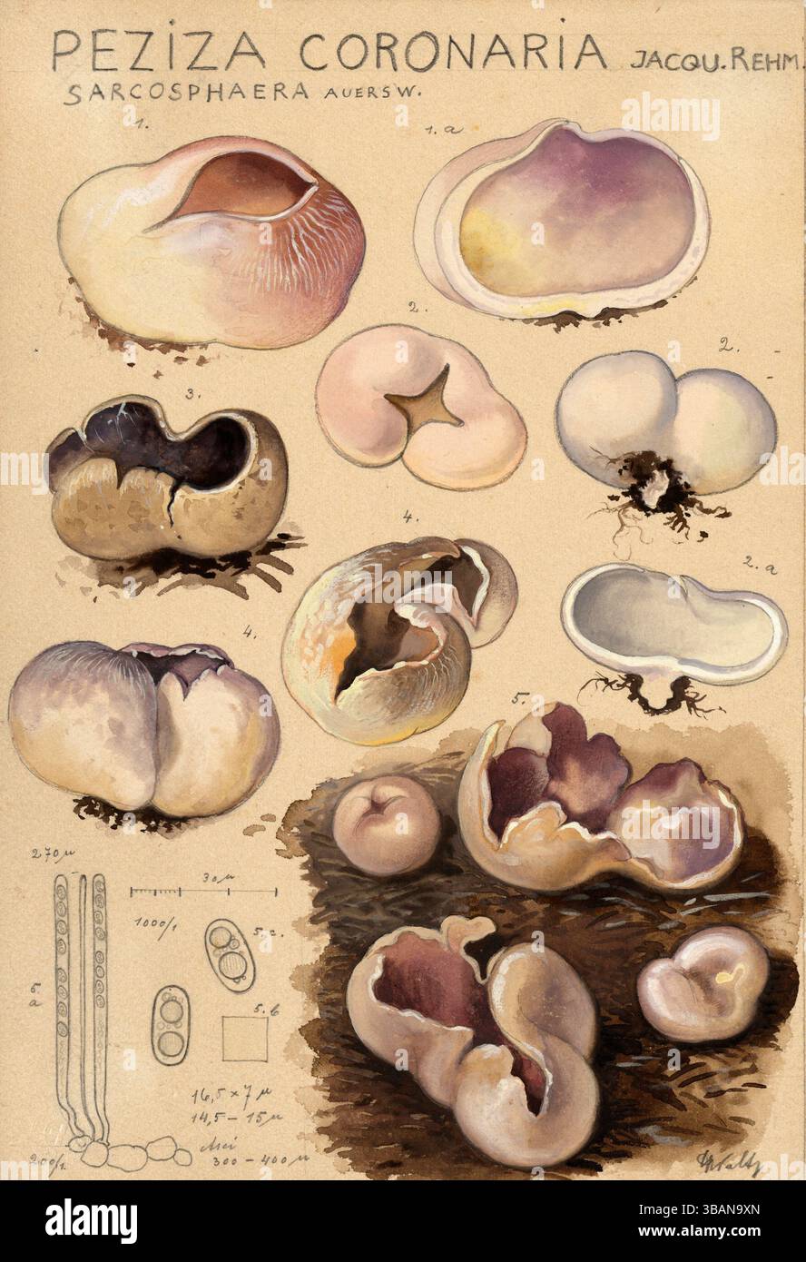 Champignon, champignons, tasse de couronne violette, Sarcosphaera coronaria, syn. Peziza coronaria, reproduction authentique d'une illustration de Hans Walty (1868-1948) datant d'environ 1915, historique Banque D'Images