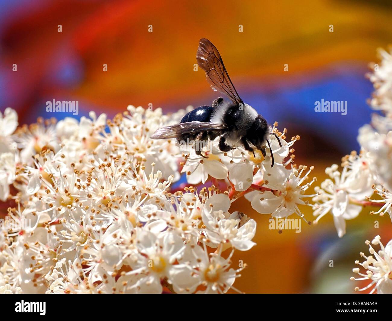 Macro de l'abeille minière cendré (Andrena cineraria) fourragère des fleurs de photinia Banque D'Images