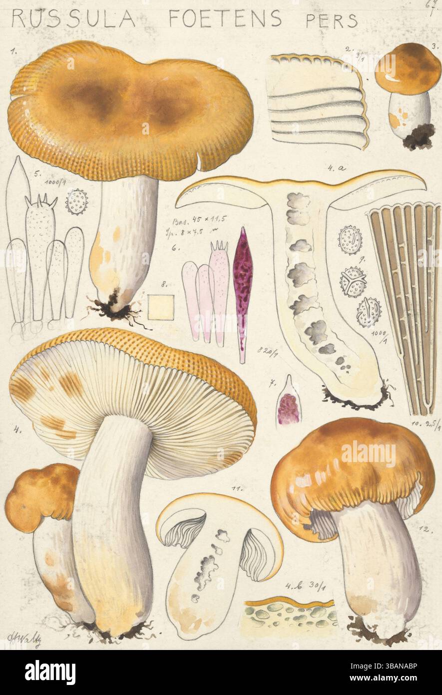 Champignon, champignons, Russula foetens, reproduction authentique d'une illustration de Hans Walty (1868-1948) d'environ 1915, historique Banque D'Images