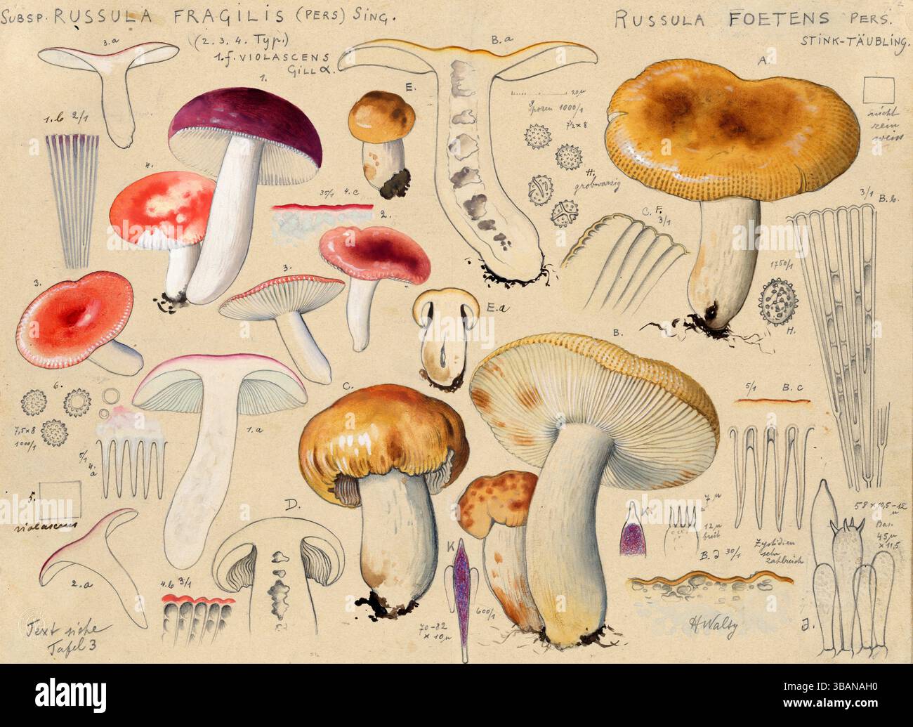 Champignon, champignons, Russula fragilis, Russula foetens, reproduction authentique d'une illustration de Hans Walty (1868-1948) d'environ 1915, historique Banque D'Images