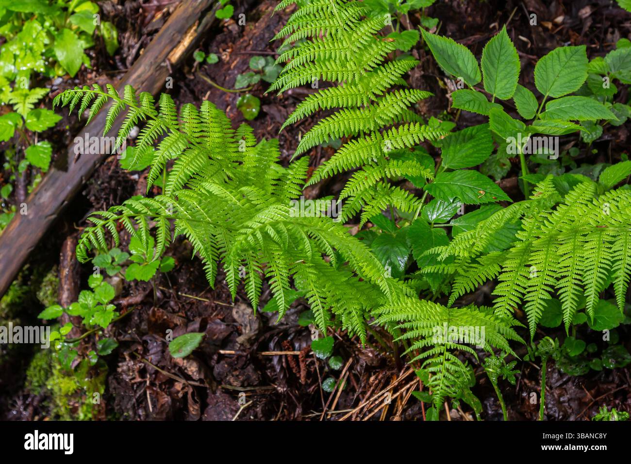 Dryopteris dilatata, ou large fougère-boulier, est une fougère robuste aux frondes vert foncé finement divisées. Il prospère dans l'ombre et le sol humide, ajoutant te luxuriant Banque D'Images