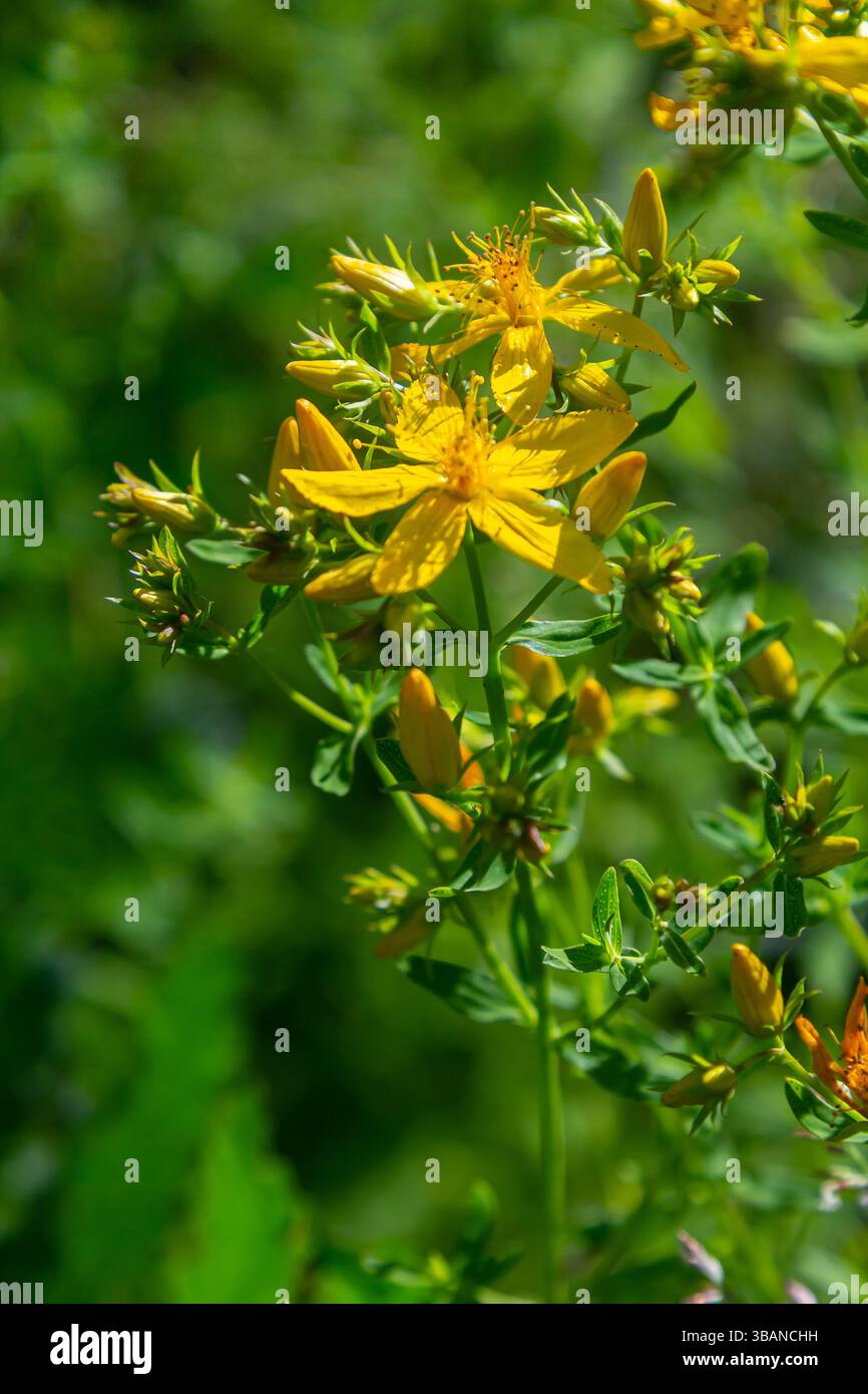 Fleurs de millepertuis, Hypericum perforatum, Banque D'Images