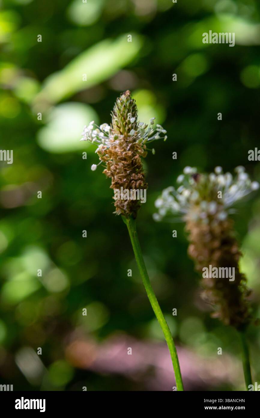 Un gros plan de la fleur sauvage Ribwort plantain, Plantago lanceolata. Banque D'Images