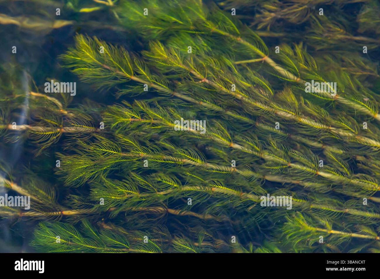 Plante aquatique Ceratophyllum demersum dans un ruisseau. Banque D'Images