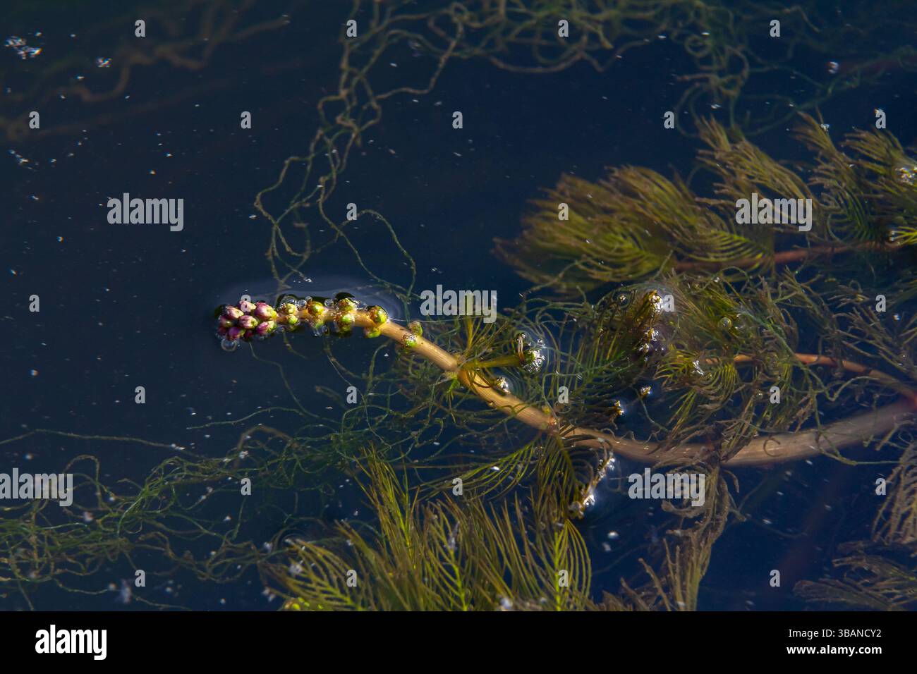 Plante aquatique Ceratophyllum demersum dans un ruisseau. Banque D'Images