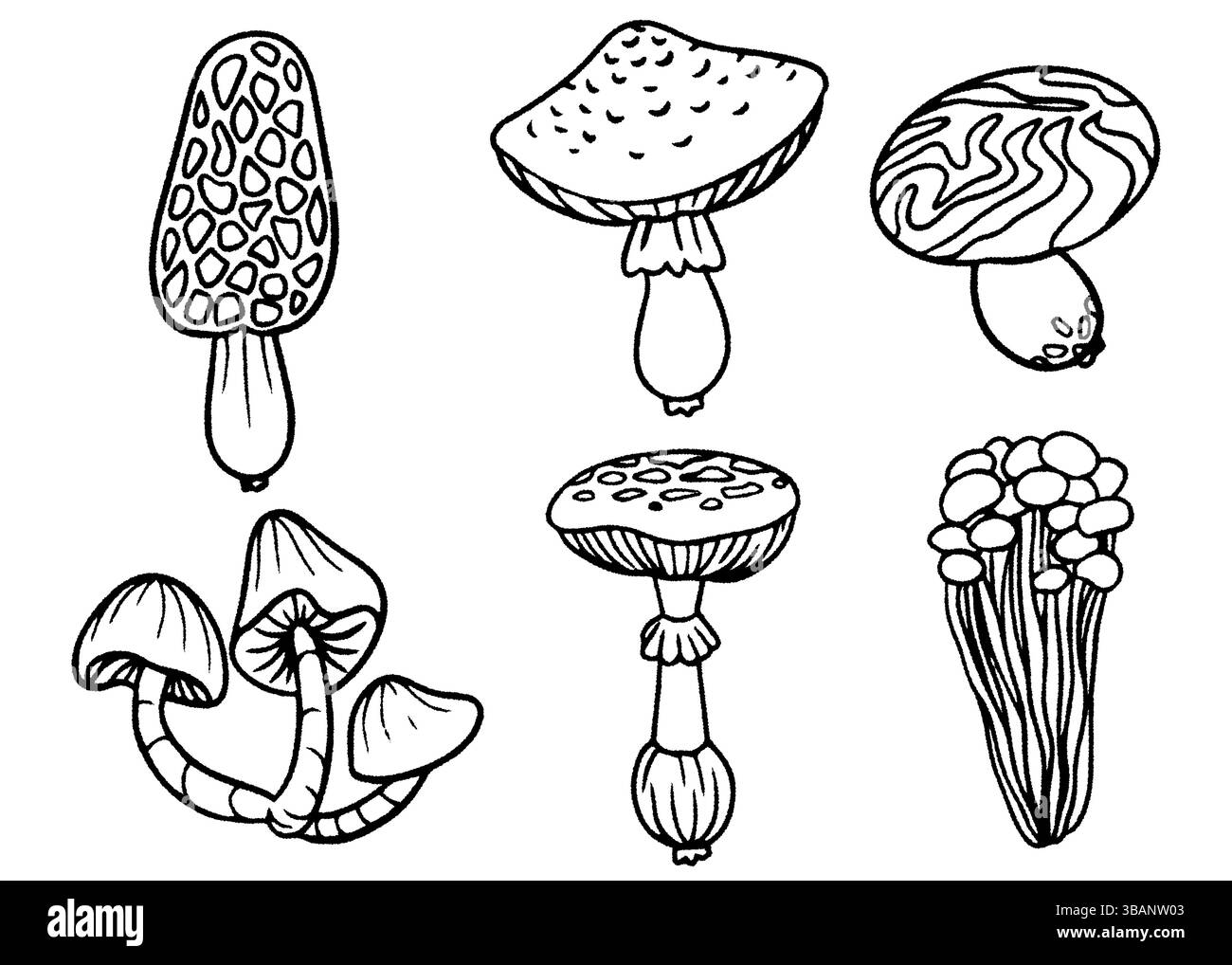 Jeu d'icônes de doodle champignon. Illustration vectorielle dessinée à la main de champignons comestibles. Collection de champignons de style d'esquisse pour la conception alimentaire, emballage, décor de cuisine, Illustration de Vecteur