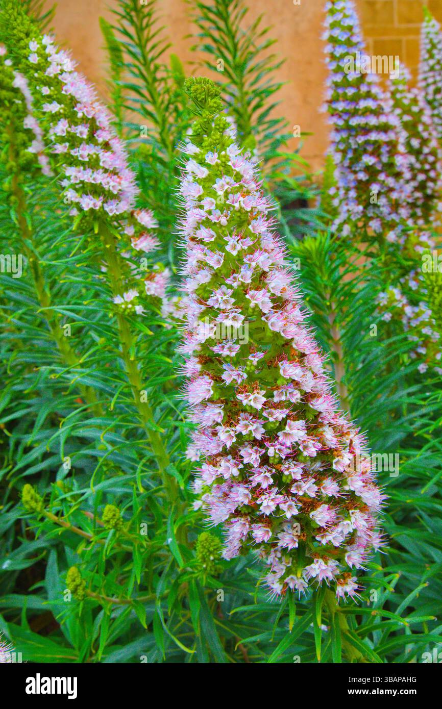Maroc, Rabat, jardin d'Oudaias, fleur, fierté de Madère, Banque D'Images