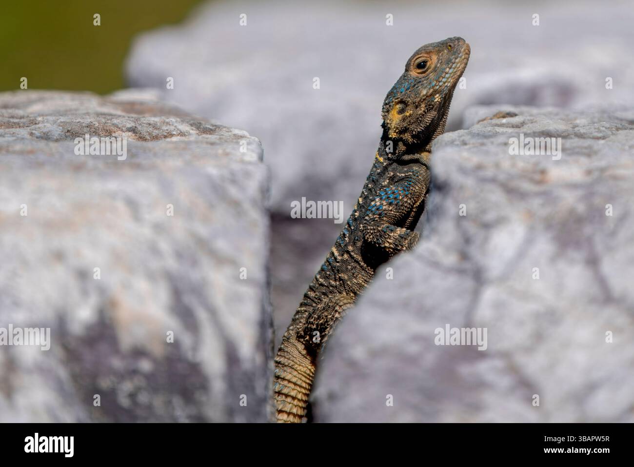 L'agama rocheux anatolien s'accroche à une pierre ensoleillée près des ruines d'Éphèse, parfaitement camouflée dans l'ancien décor de marbre. Banque D'Images