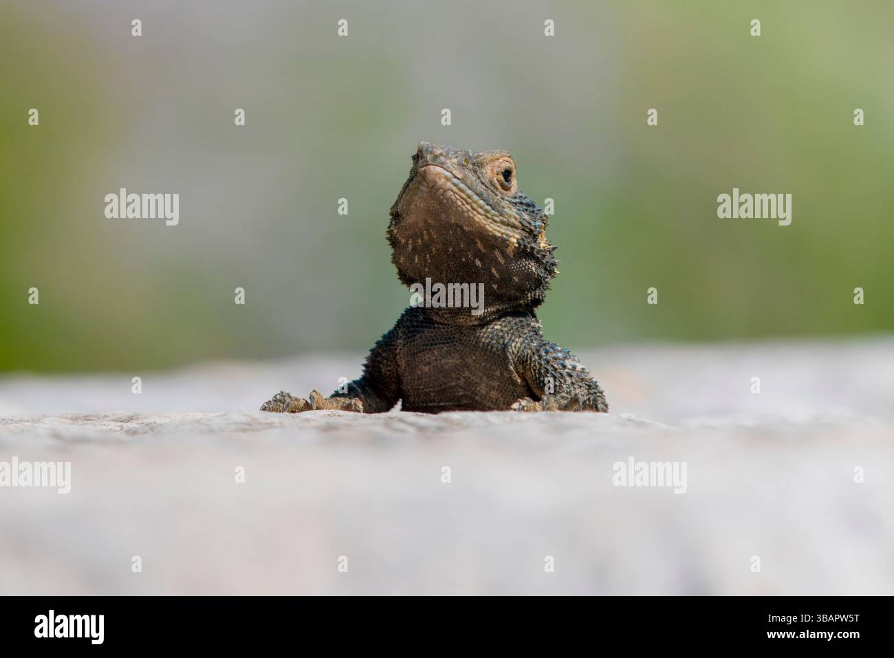 L'agama rocheux anatolien repose debout sur du marbre ensoleillé près des ruines d'Éphèse, sa posture faisant écho aux statues sculptées des siècles plus tôt autour d'elle. Banque D'Images
