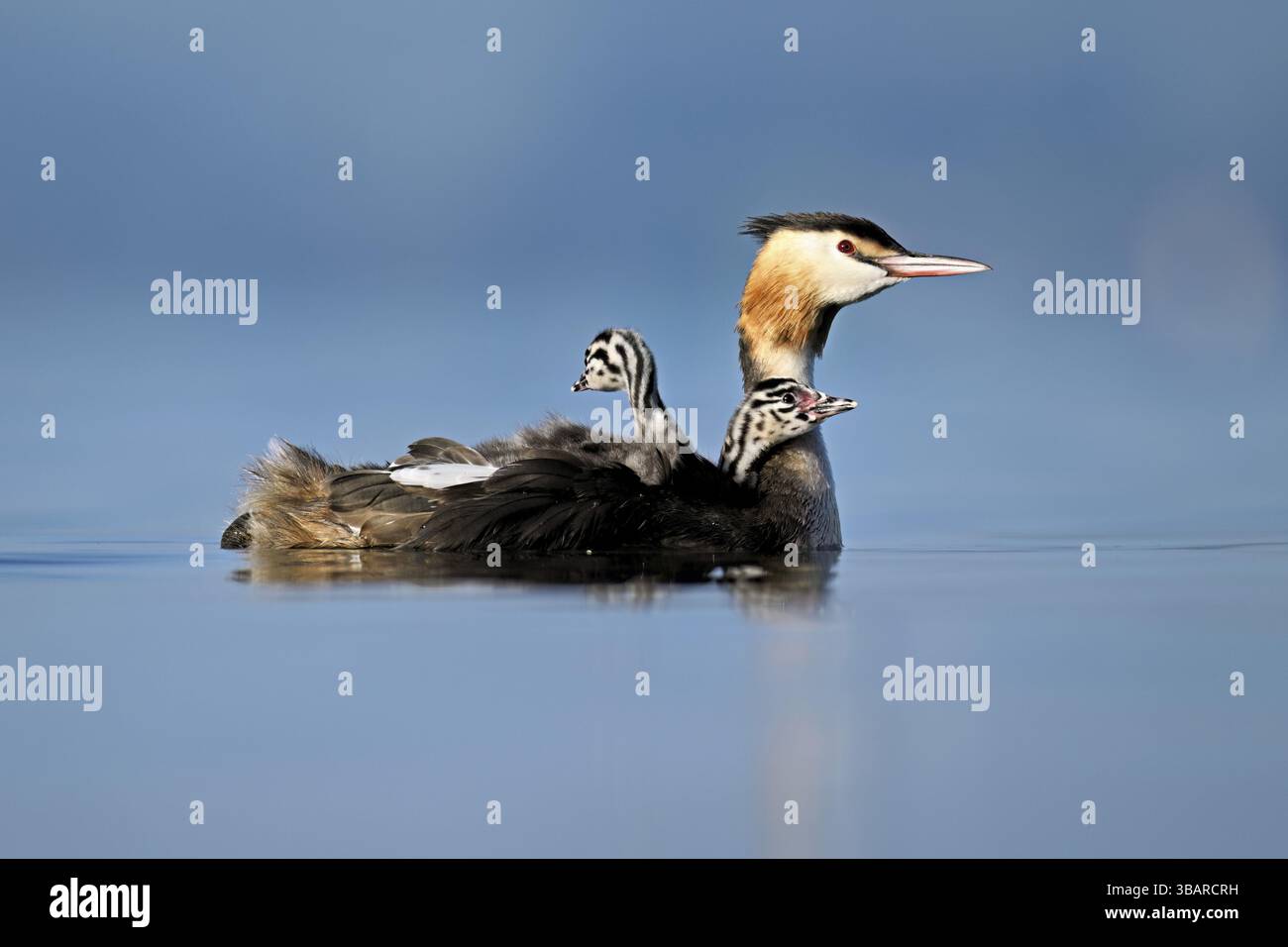 Great Crested Grebe (Podiceps festonné Ribonfish), avec deux poussins en plumage nageant dans l'eau, lac de Zoug, Canton de Zoug, Suisse, Europe Banque D'Images