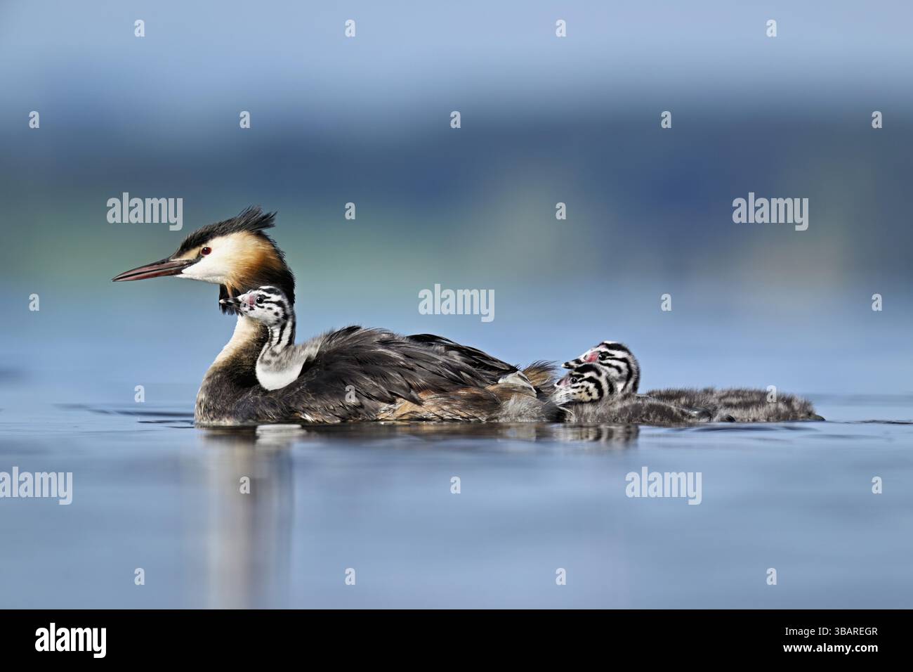 Great Crested Grebe (Podiceps festonné Ribbonfish), avec des poussins en plumage et deux nageant dans le lac de Zoug, Canton Zoug, Suisse, Europe Banque D'Images