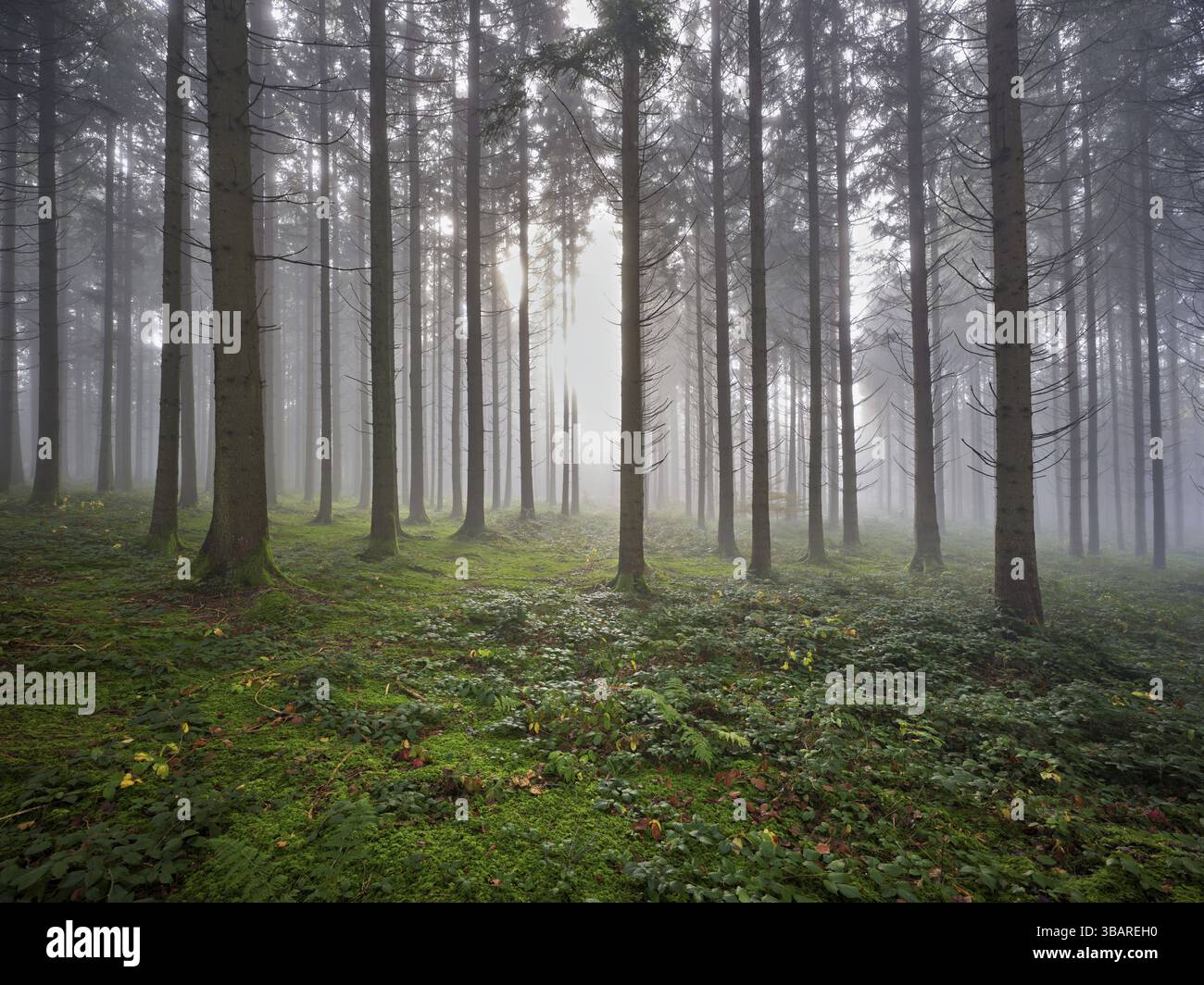 Forêt de conifères en brouillard avec sol couvert de mousse, Horben, Lindenberg, Canton Argovie, Suisse, Europe Banque D'Images