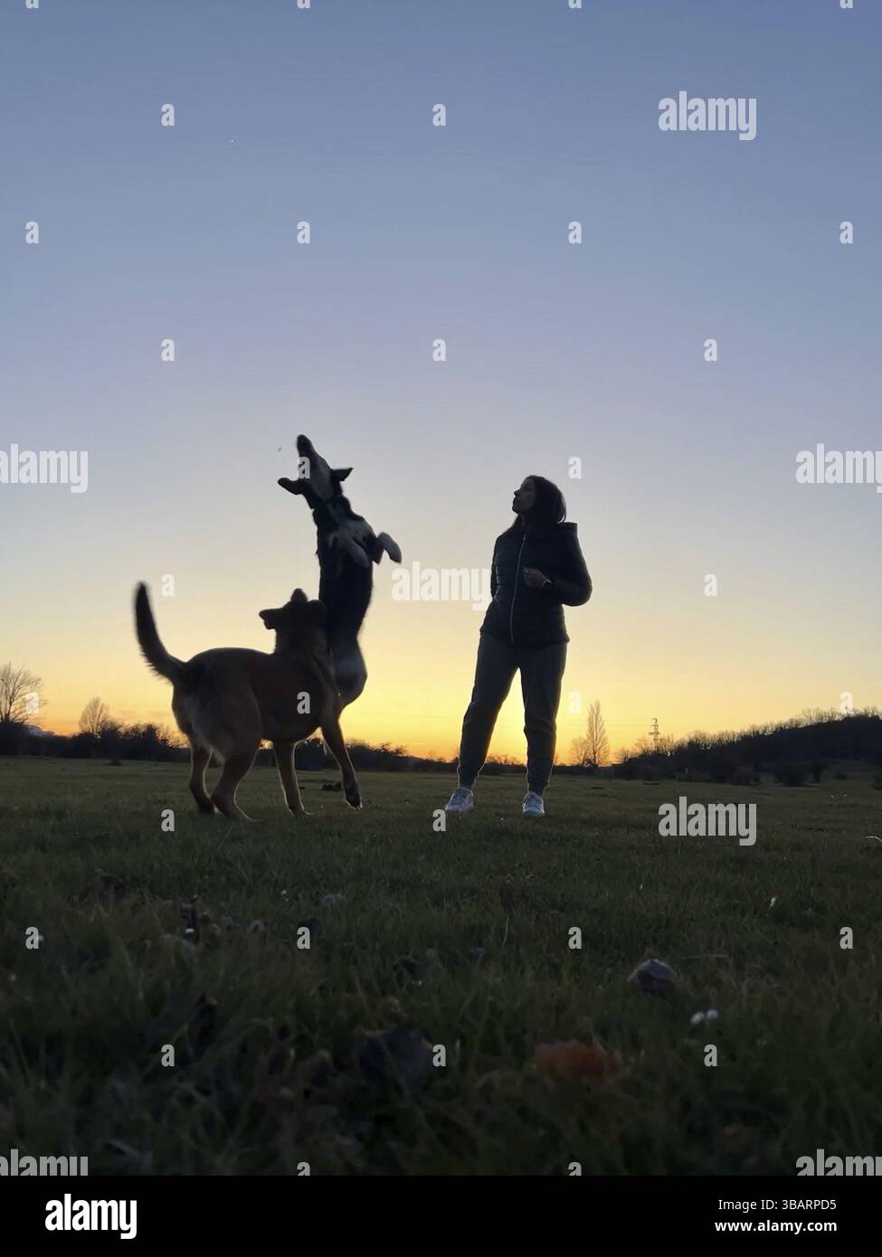 Silhouette d'une jeune femme jouant avec ses chiens au coucher du soleil dans le champ Banque D'Images