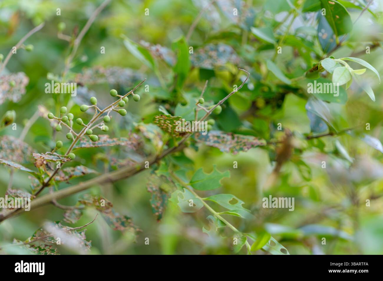 Baies vertes non mûres au milieu d'un feuillage luxuriant sur branches Banque D'Images