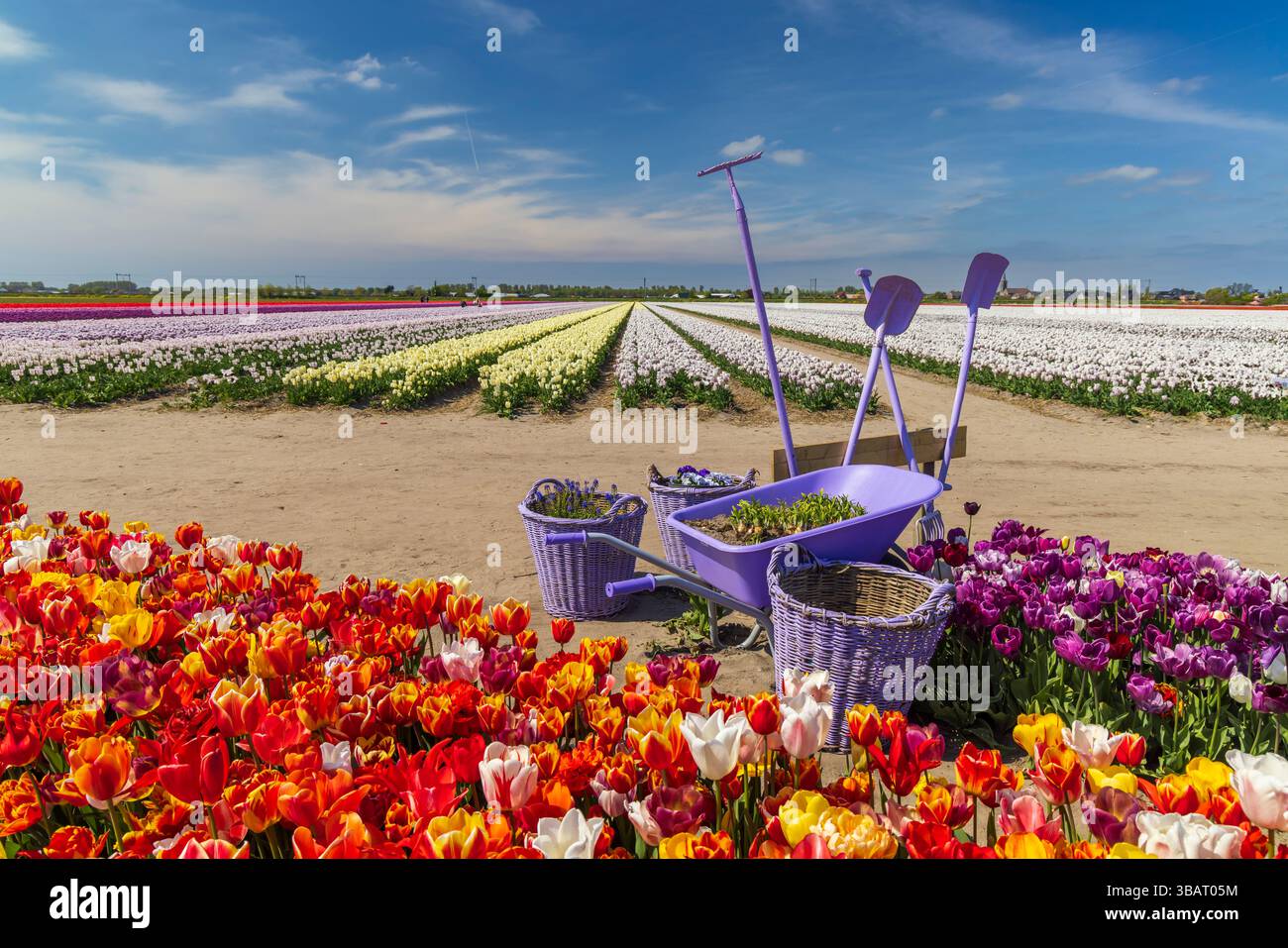 Brouette, pelle, râteau et panier en osier décorant un champ de tulipes coloré aux pays-Bas Banque D'Images