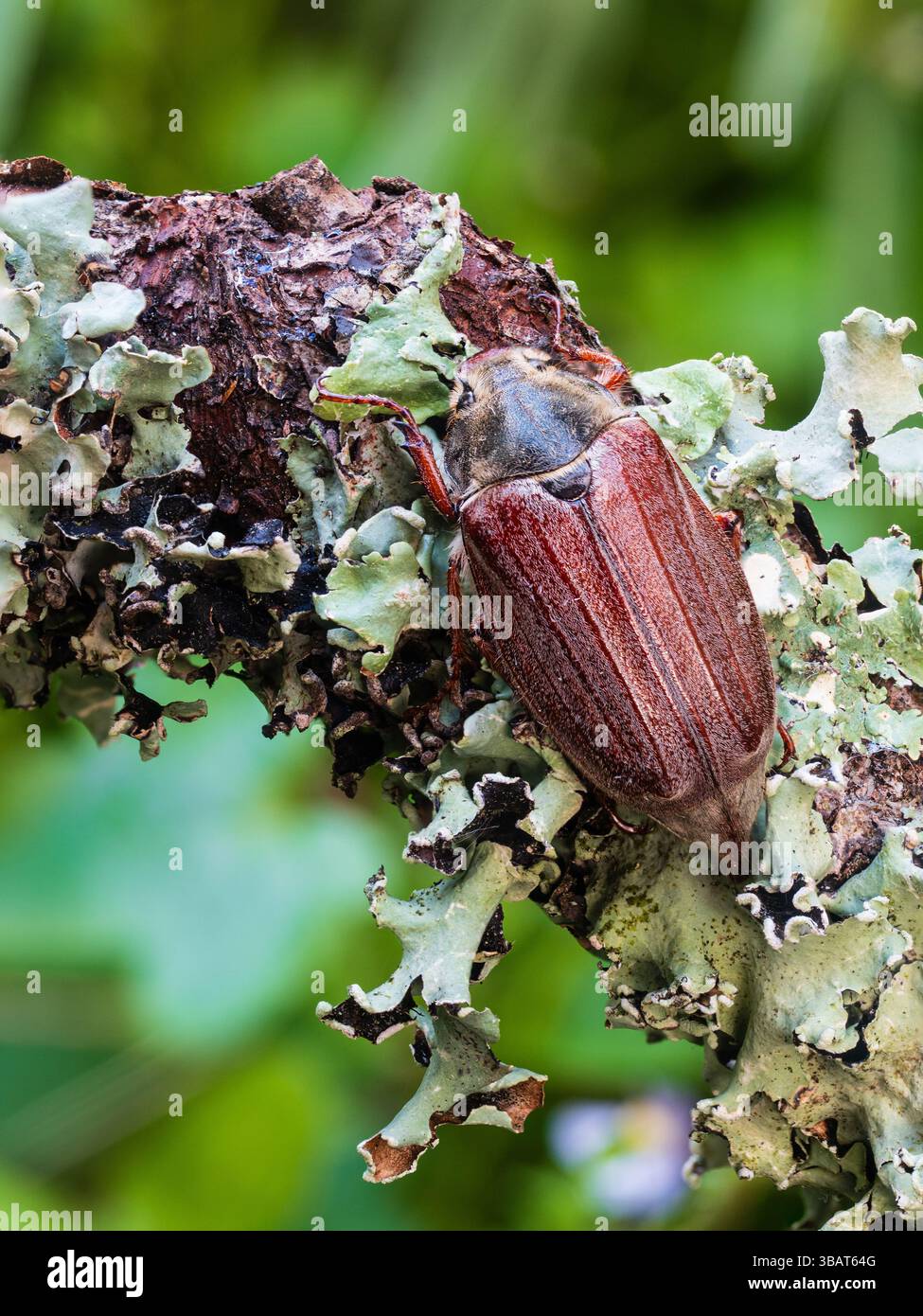 Scarabée adulte, Melolontha melolontha, dans un jardin britannique de Plymouth Banque D'Images