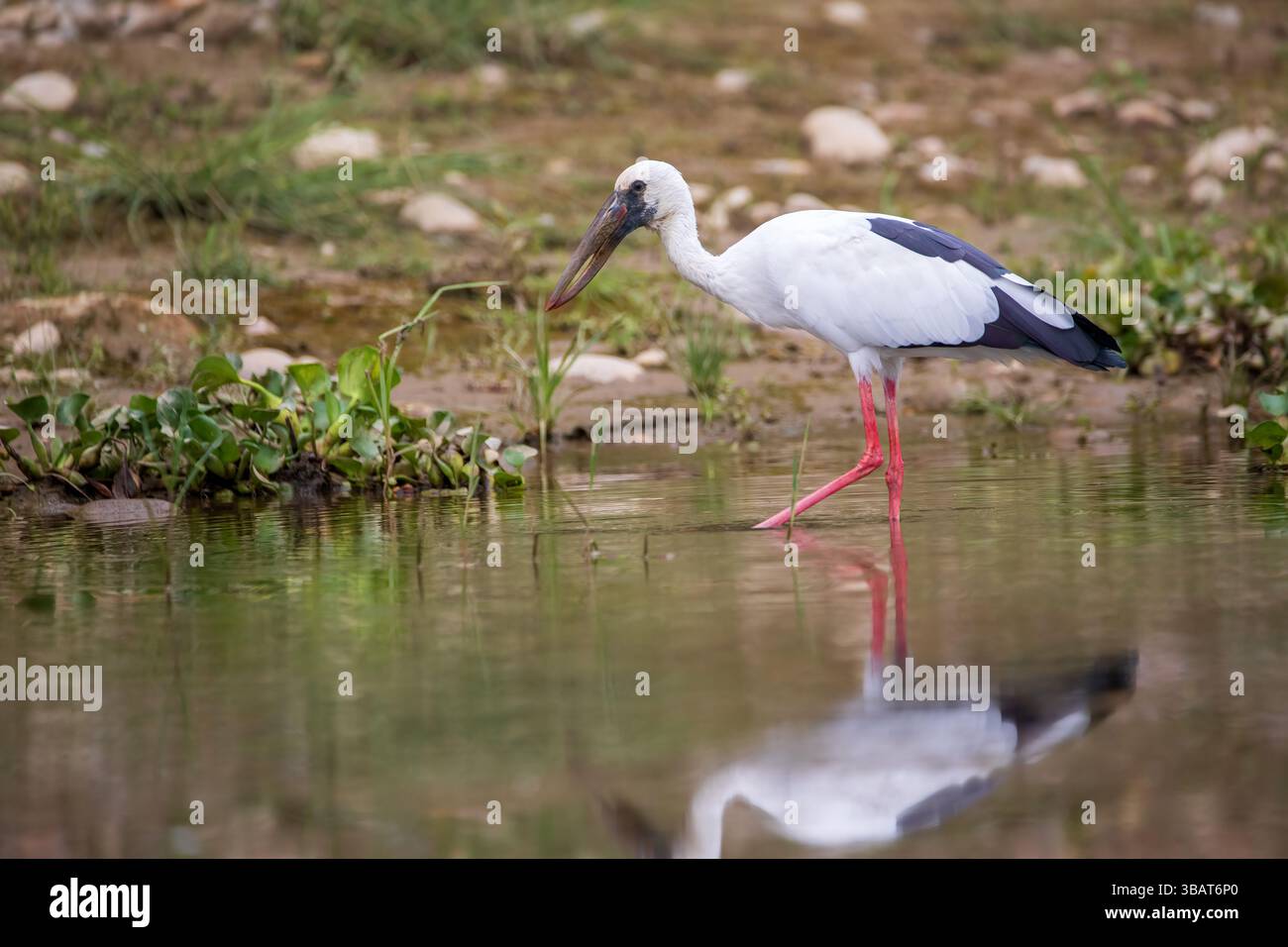 Asian Openbill, parc national de Chitwan, Népal Banque D'Images