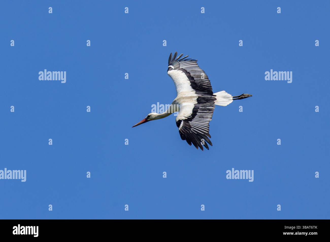 Une cigogne blanche en vol contre un ciel bleu Banque D'Images