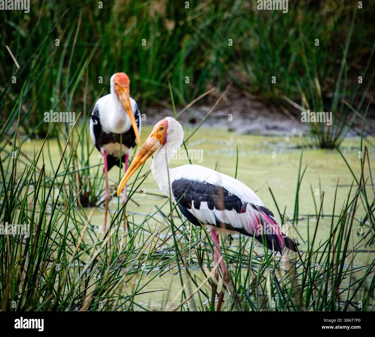 Superbes cigognes peintes dans leur habitat naturel dans le parc national de Wilpattu, au Sri Lanka Banque D'Images