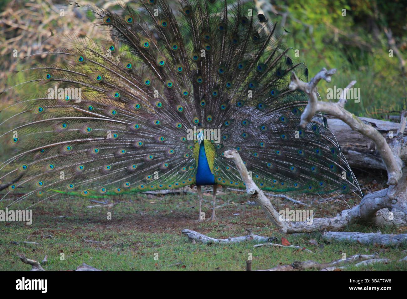 Perle sri-lankais / paon en pleine exposition dans le parc national de Wilpattu, Sri Lanka Banque D'Images