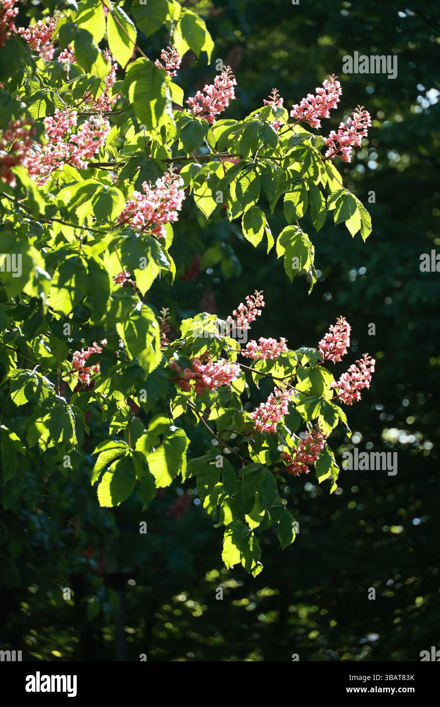 Un arbre avec des fleurs roses est au soleil Banque D'Images