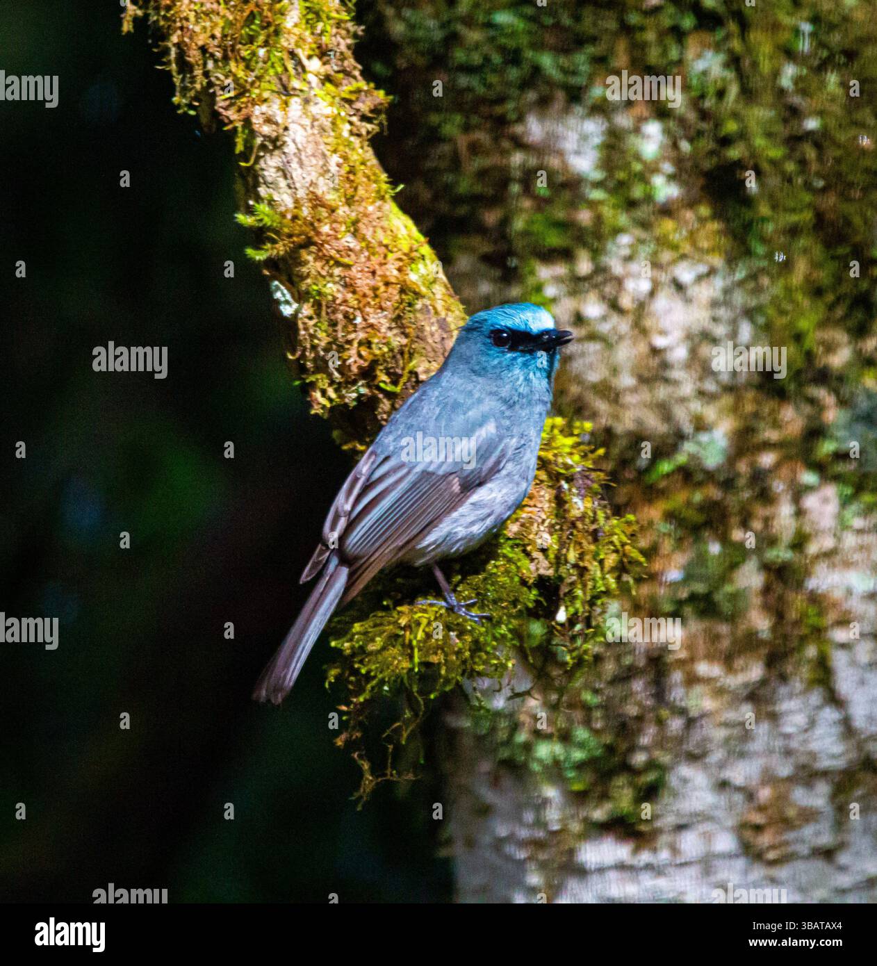 Le mouche bleu terne (Eumyias sordida) est un petit oiseau passereau de la famille des mouches. Cette espèce est un éleveur résident endémique au Sri Lanka. Banque D'Images