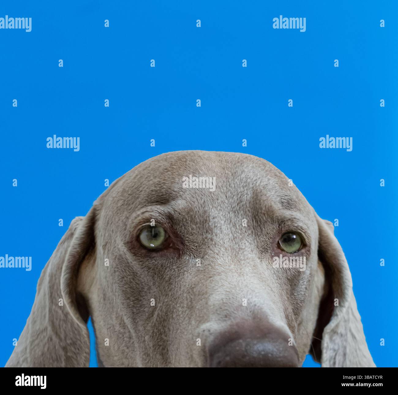 Portrait de chien de Weimaraner Banque D'Images