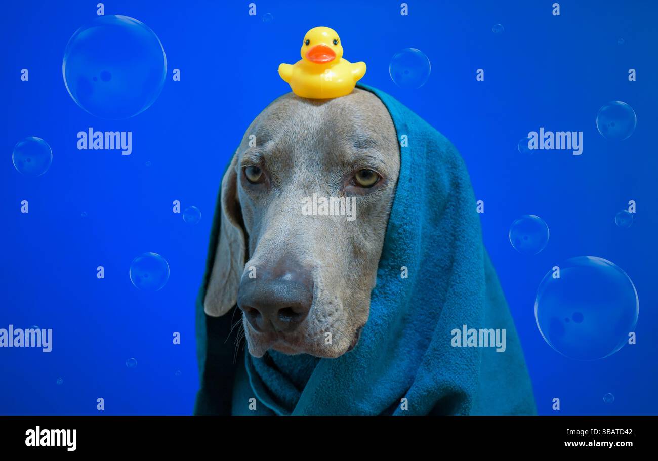 Chien Weimaraner dans le fond de bain Banque D'Images