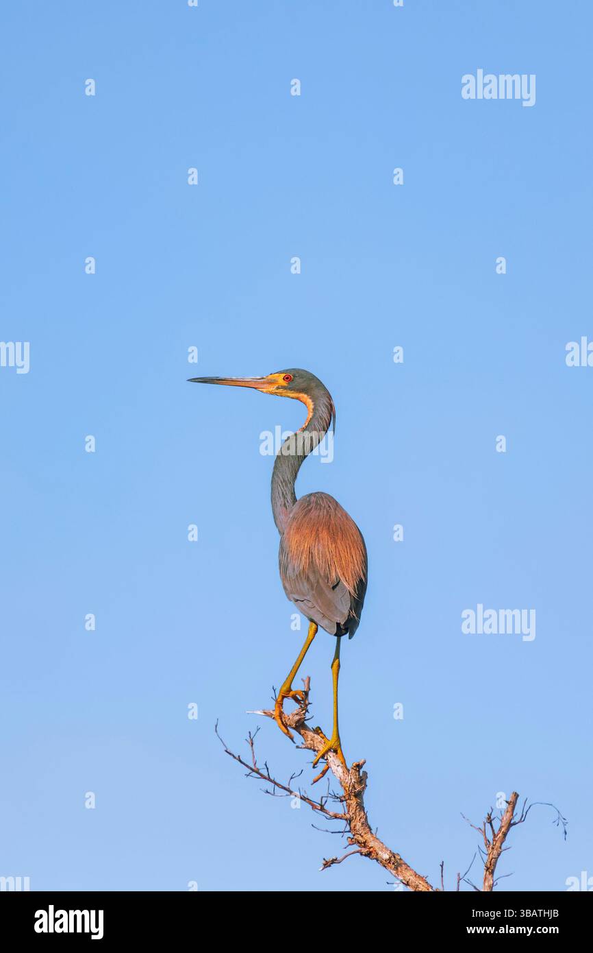 Héron tricolore (Egretta tricolor) assis sur le sommet d'un arbre. Réserve nationale Big Cypress. Floride. ÉTATS-UNIS Banque D'Images Héron tricolore (Egretta tricolor) assis sur le sommet d'un arbre. Réserve nationale Big Cypress. Floride. ÉTATS-UNIS Banque D'Images