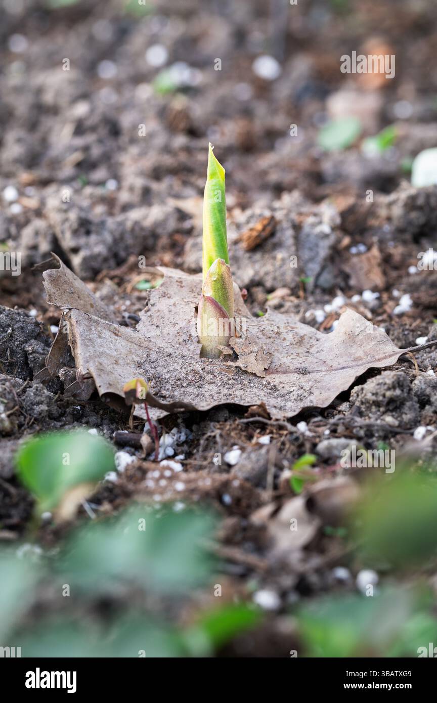 Une plante dans un jardin qui remonte à travers une feuille de chêne morte Banque D'Images