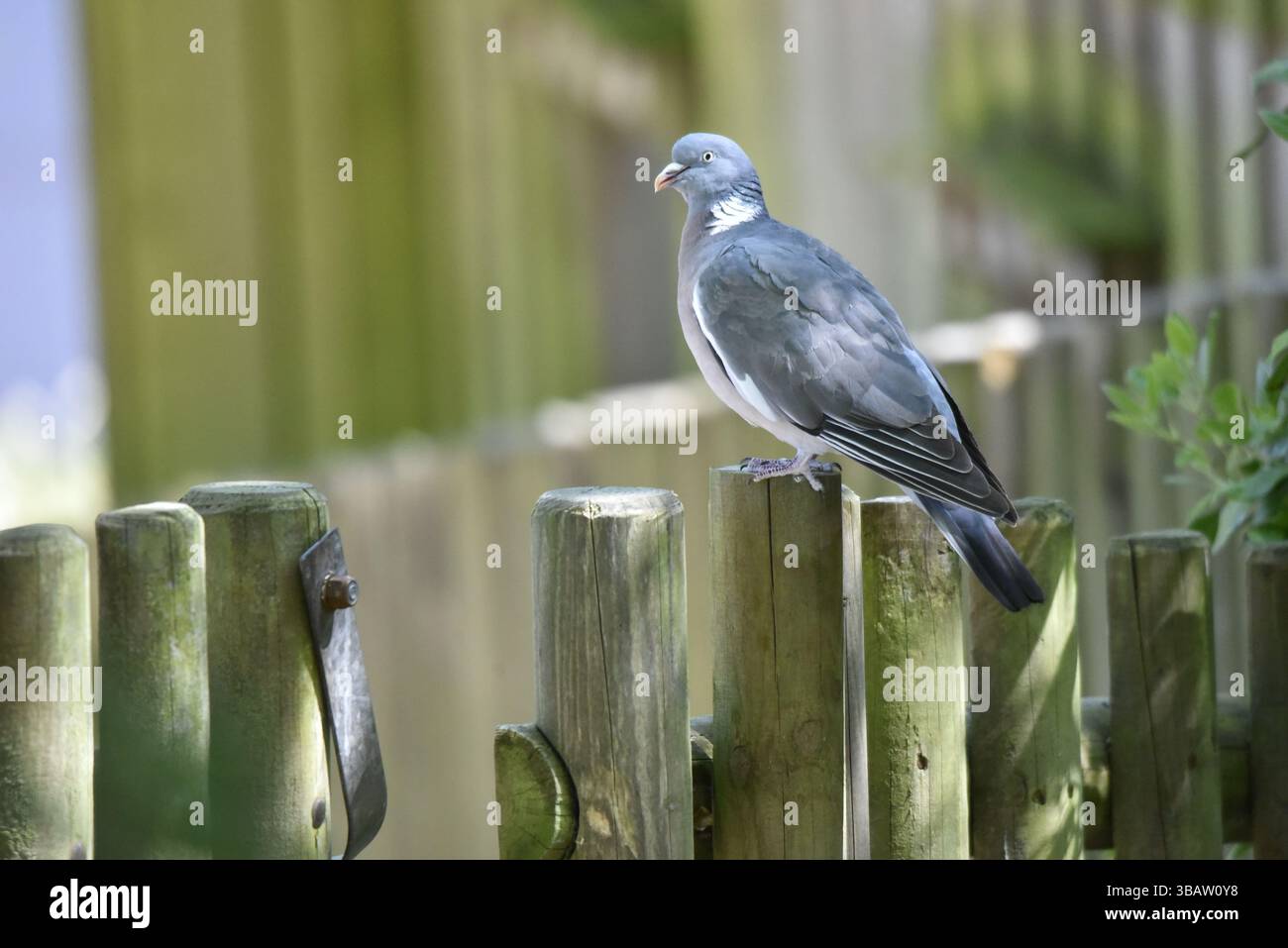 Portrait de profil gauche d'un pigeon commun (Columba palumbus) perché sur le dessus d'un poteau en bois, à droite de l'image, espace à gauche, pris au Royaume-Uni au printemps Banque D'Images