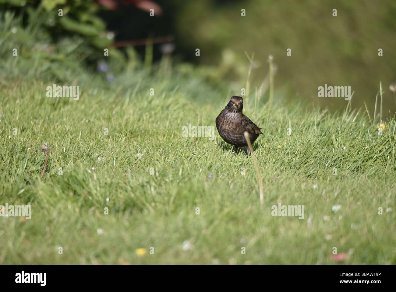 Femelle Blackbird (Turdus merula) debout au soleil sur l'herbe et les papillons, regardant vers la caméra, prise au printemps au pays de Galles, Royaume-Uni Banque D'Images
