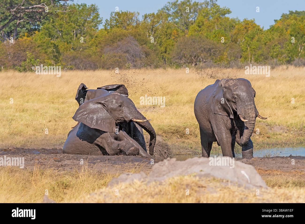 Éléphants jouant et pulvérisant dans un trou de boue dans le parc national de Hwange au Zimbabwe Banque D'Images