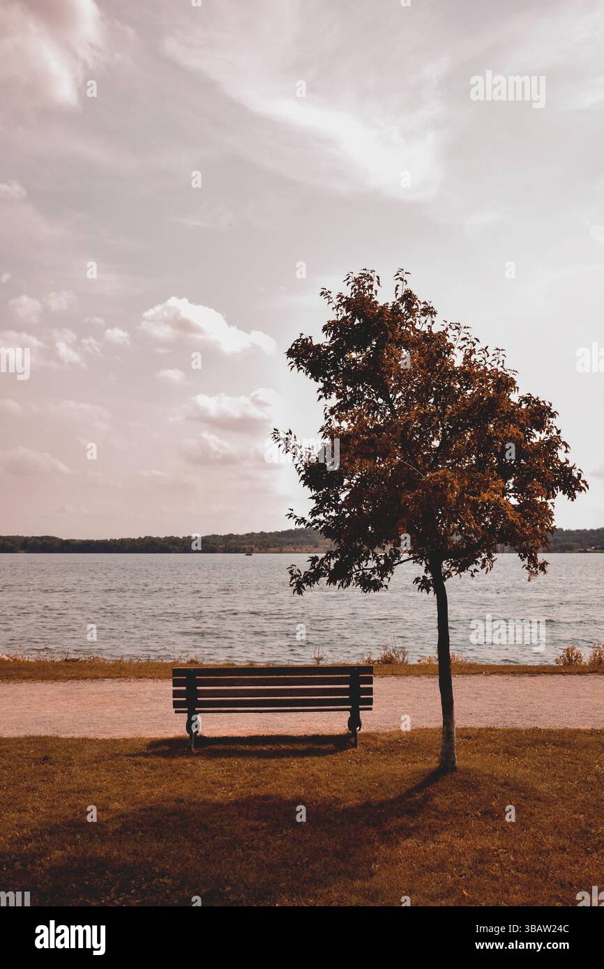 Arbre unique et banc vide sur la rive du lac en automne Banque D'Images