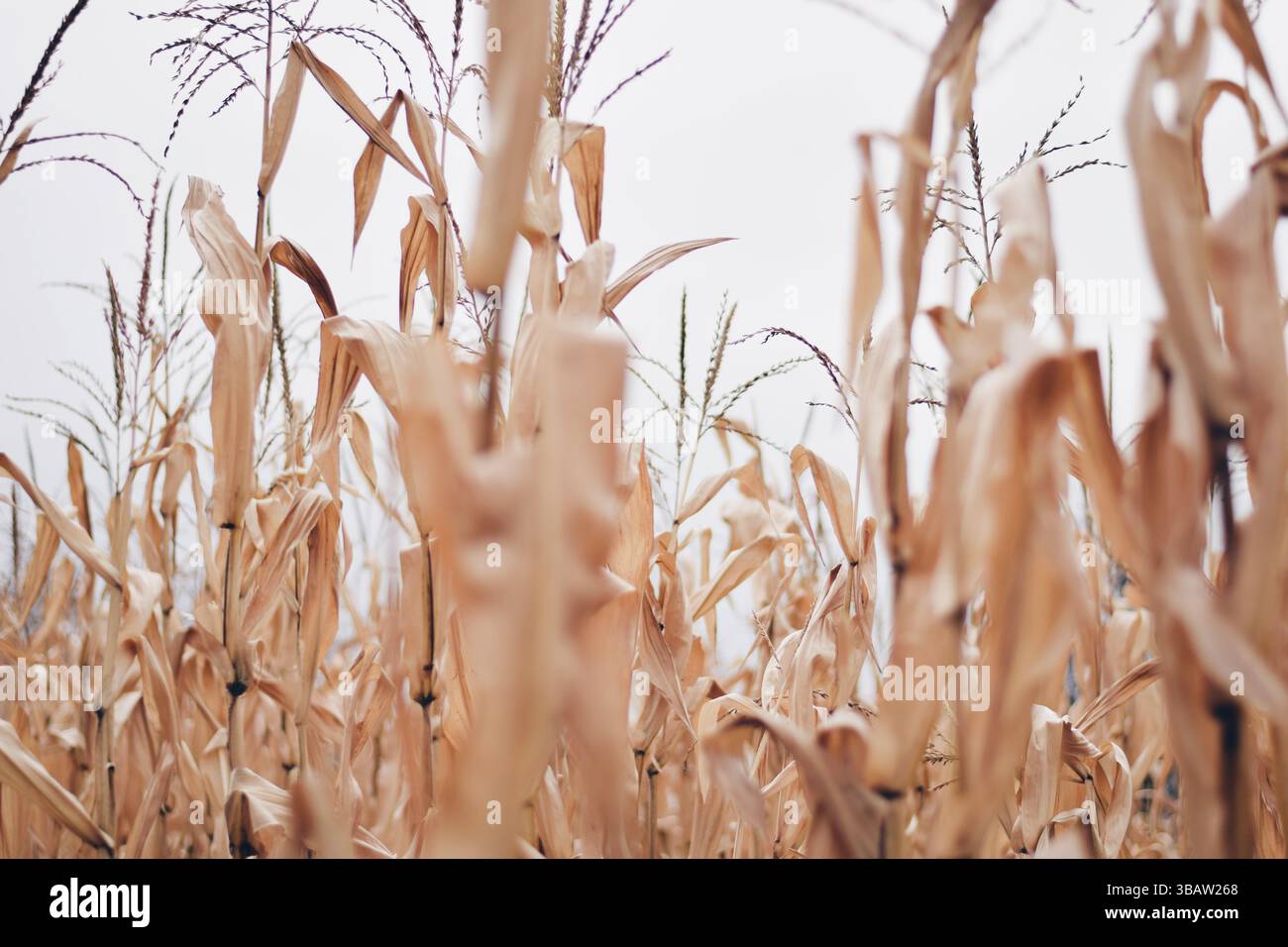 Tiges de maïs séchées sur champ agricole Banque D'Images