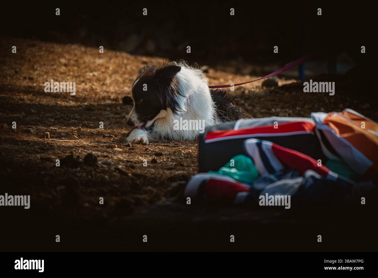 Mali Losinj, Croatie-25 juillet 2024 : beau chien de collie frontière allongé sur le sol à la plage de chien dans la baie de Cikat, situé sur l'île de Losinj, Croatie Banque D'Images