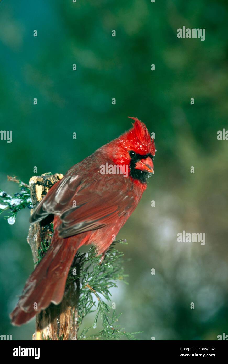 Alerte mâle cardinal du nord, cardinal cardinalis, perchoir sur la branche à feuilles persistantes regardant par-dessus son épaule avec un visage humide enneigé Banque D'Images