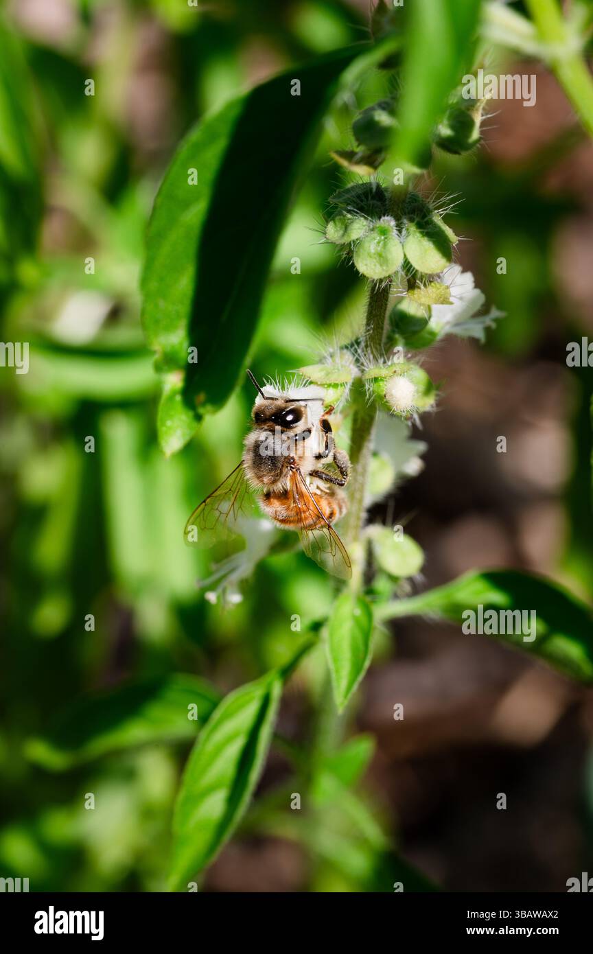 Abeille de miel sur les fleurs blanches d'une plante de basilic Banque D'Images