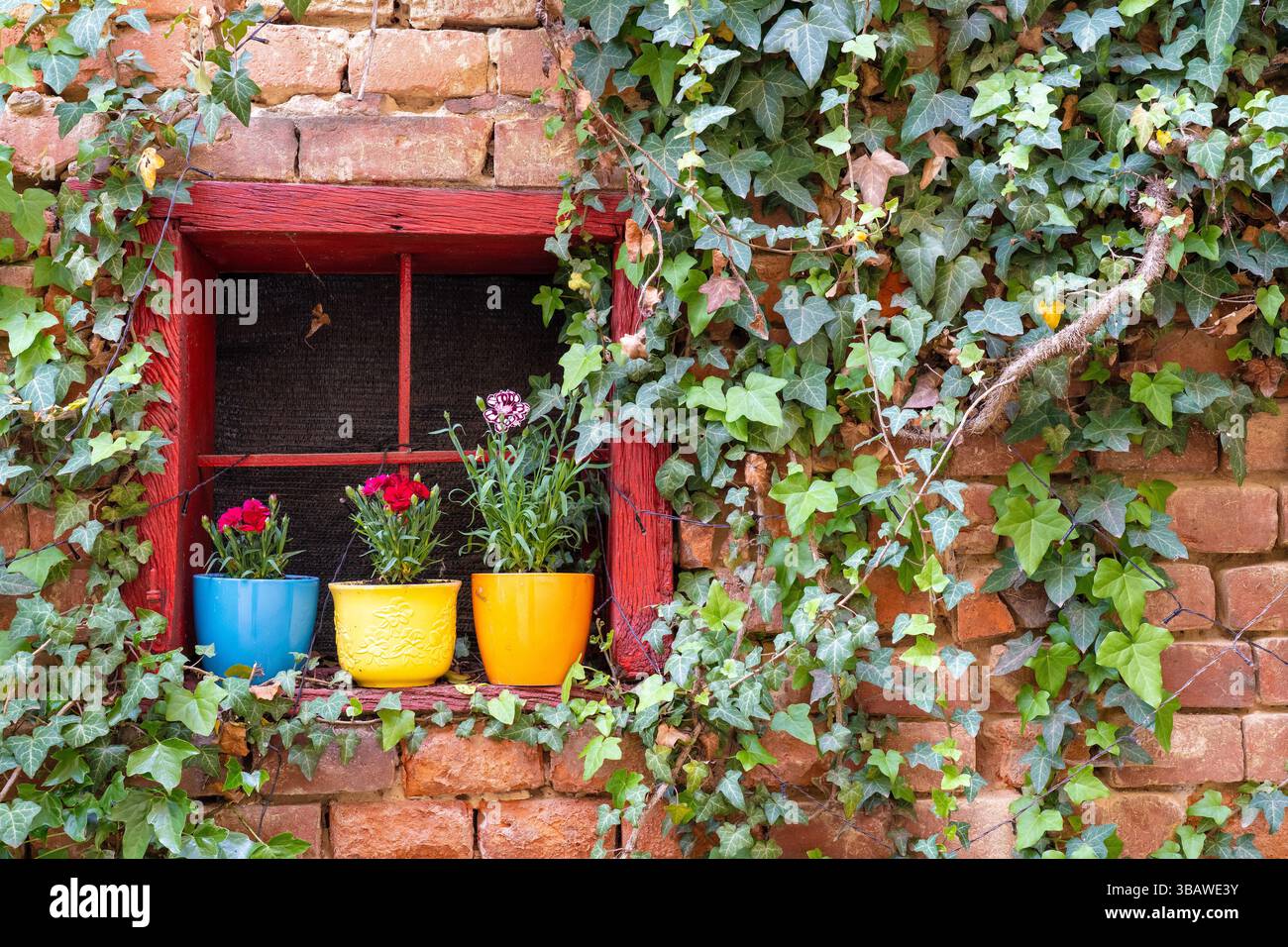Pittoresque fenêtre rouge vieille maison avec vue sur les pots de fleurs, fond de brique et lierre Banque D'Images