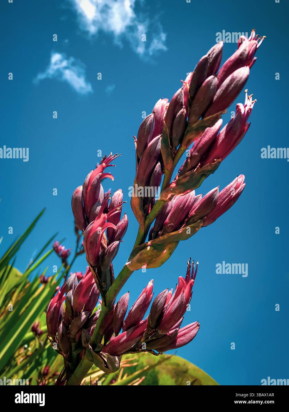 Phormium tenax appelé lin en anglais néo-zélandais ; harakeke en Māori ; ses fibres étaient historiquement utilisées pour la corde et la voile Banque D'Images