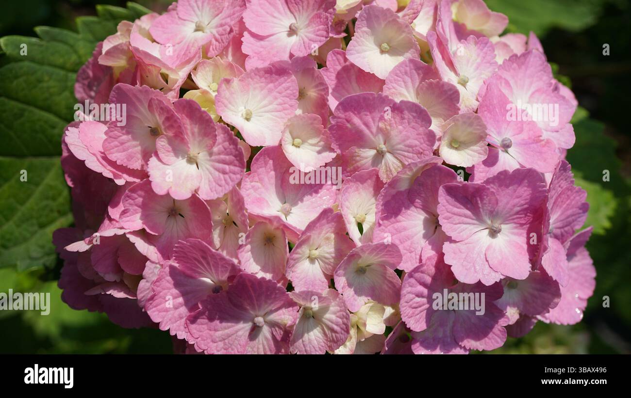 Explorer l'élégance d'Ajisai : fleurs d'hortensia japonaises Banque D'Images