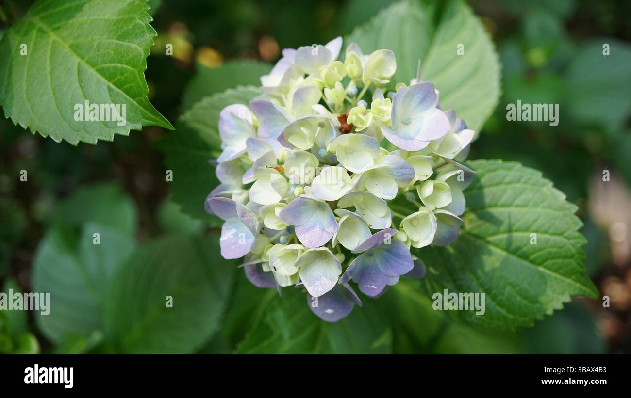Explorer l'élégance d'Ajisai : fleurs d'hortensia japonaises Banque D'Images