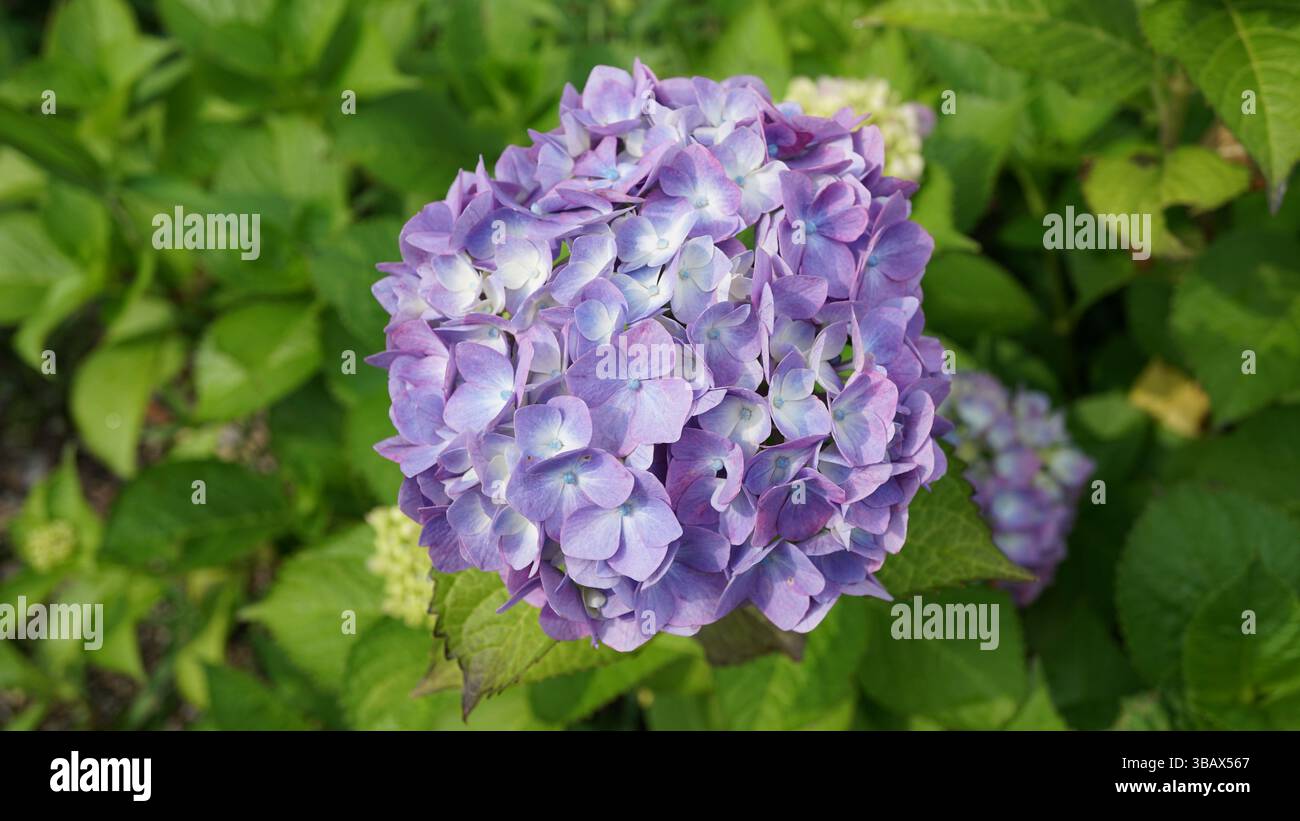 Explorer l'élégance d'Ajisai : fleurs d'hortensia japonaises Banque D'Images