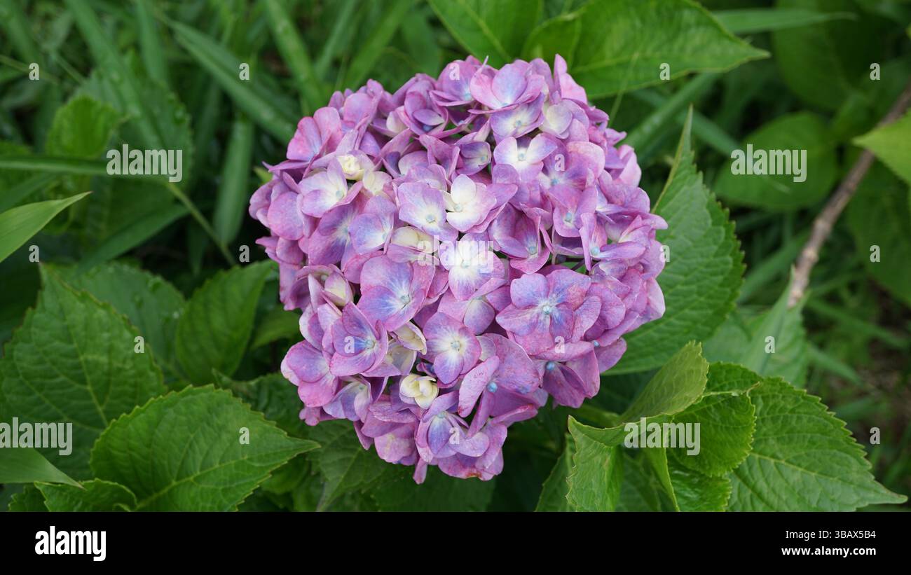 Explorer l'élégance d'Ajisai : fleurs d'hortensia japonaises Banque D'Images