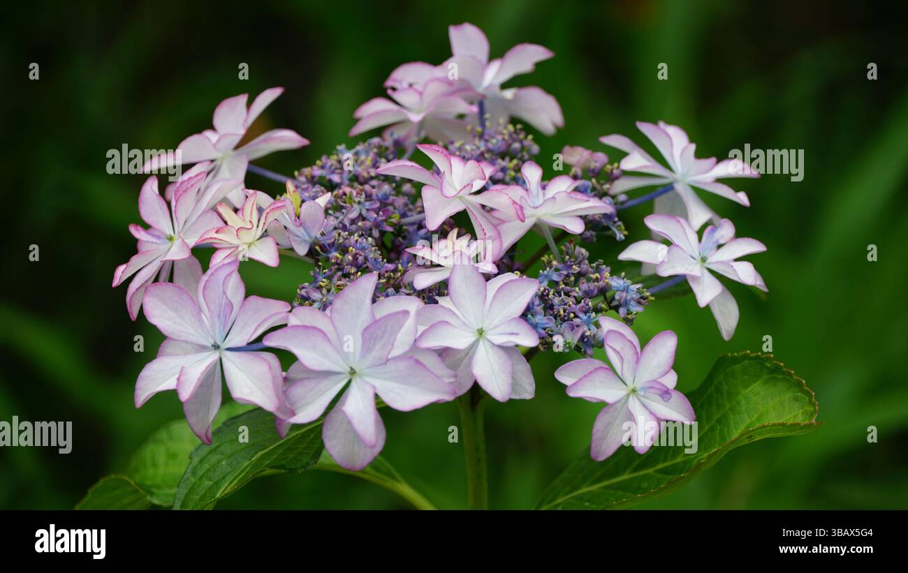 Explorer l'élégance d'Ajisai : fleurs d'hortensia japonaises Banque D'Images